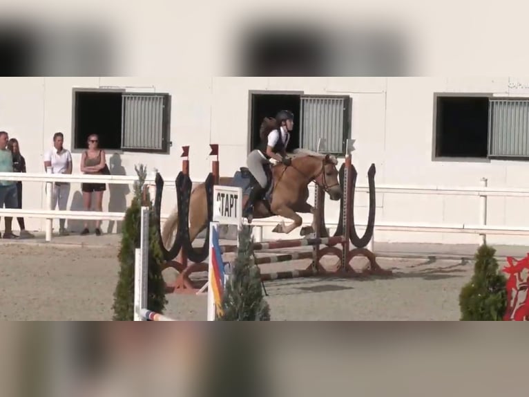 Haflinger Yegua 15 años 146 cm Alazán in Großheide Westerende