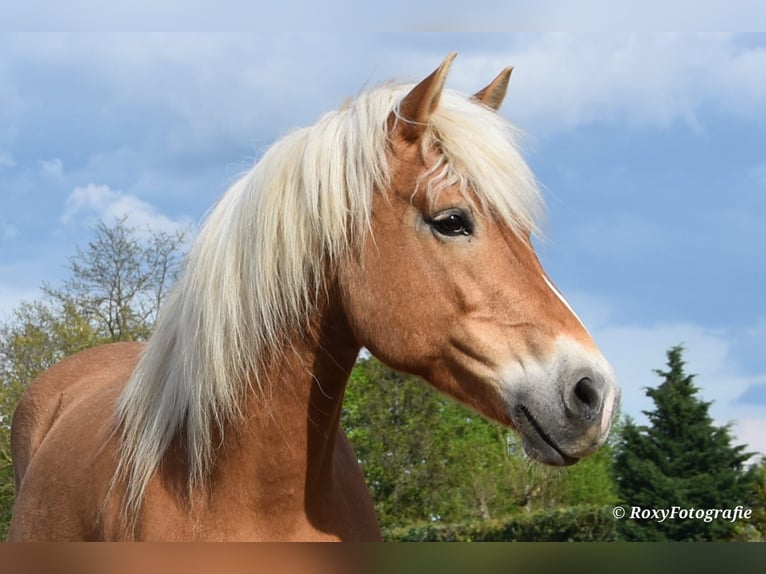 Haflinger Yegua 15 años 152 cm Alazán in Falkenberg/Elster