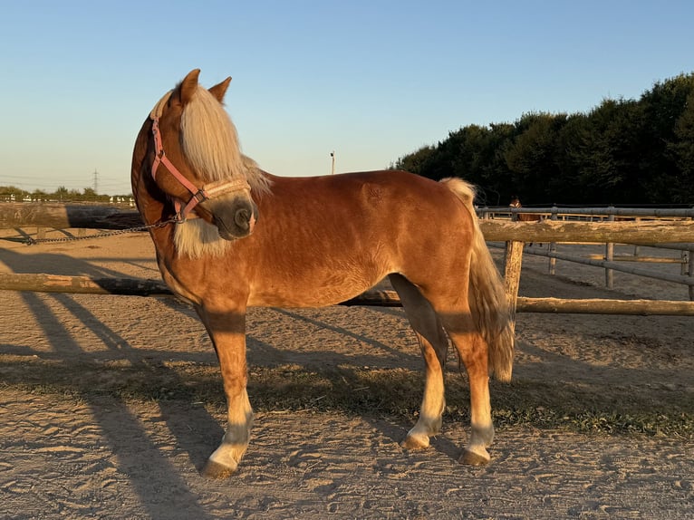 Haflinger Yegua 15 años 152 cm in Grevenbroich