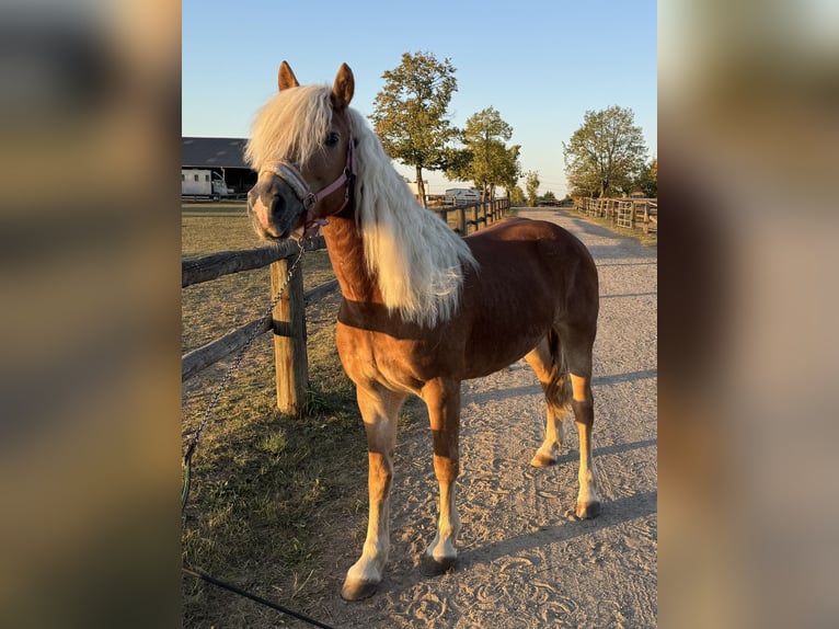 Haflinger Yegua 15 años 152 cm in Grevenbroich