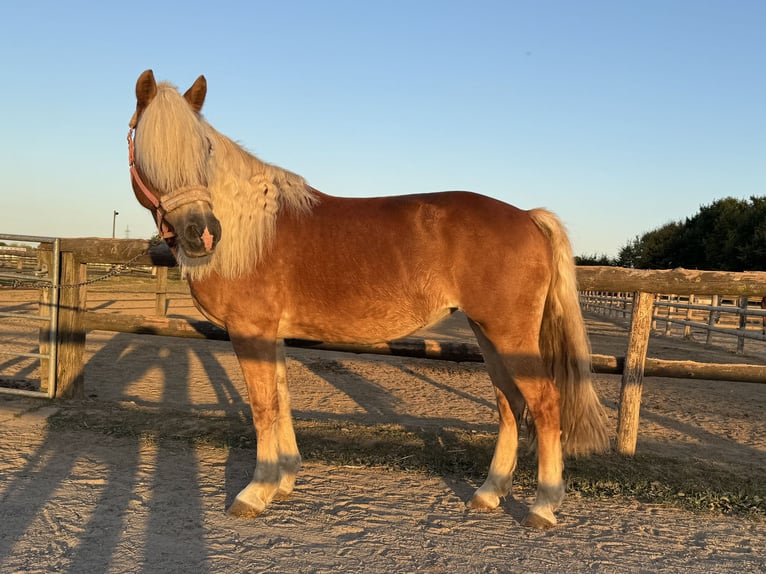 Haflinger Yegua 15 años 152 cm in Grevenbroich