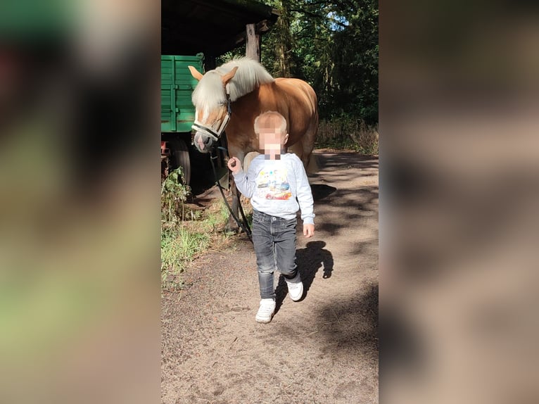 Haflinger Yegua 15 años 153 cm Alazán in Achim