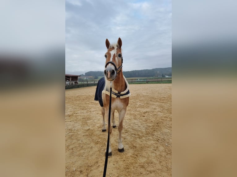 Haflinger Yegua 15 años 154 cm Alazán in Cham