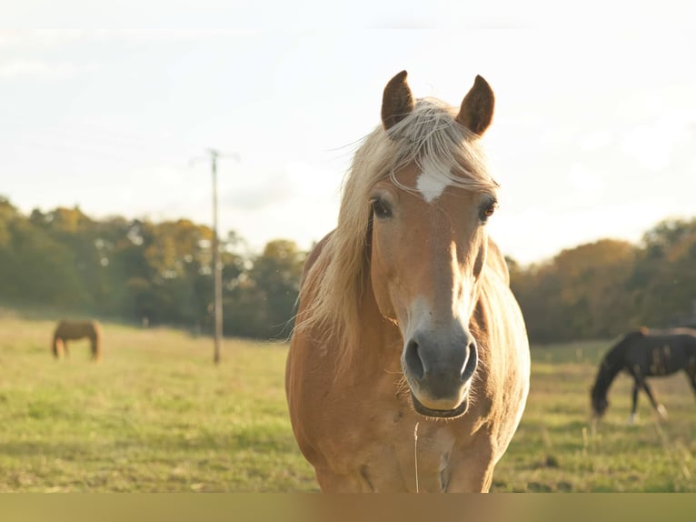 Haflinger Yegua 16 años 143 cm  in Vöhl