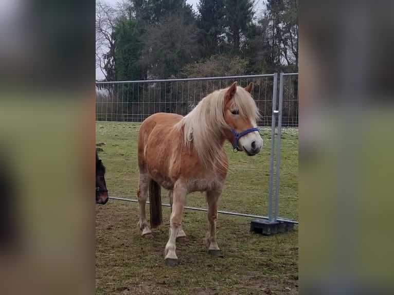 Haflinger Yegua 16 años 148 cm Alazán in Issum