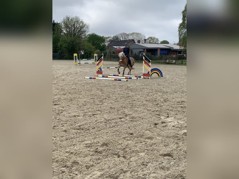 Haflinger Yegua 16 años 148 cm Bayo in Geeste
