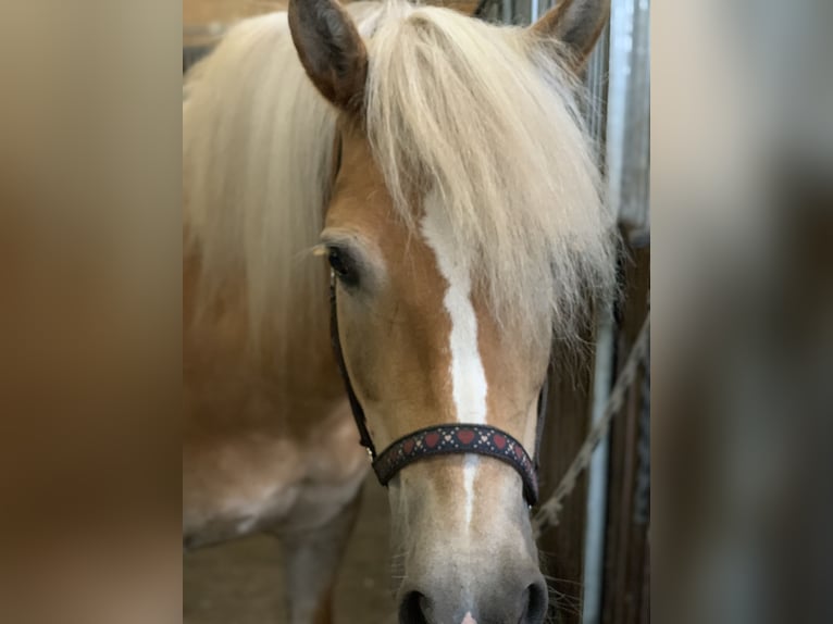Haflinger Yegua 16 años 148 cm Bayo in Geeste