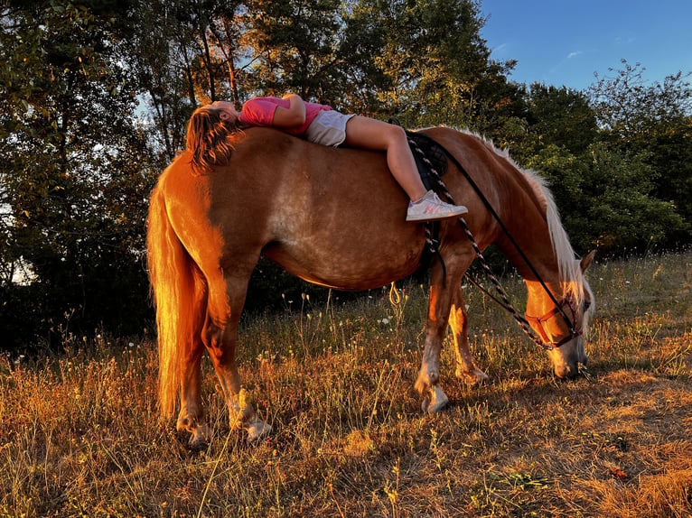Haflinger Yegua 16 años 150 cm Alazán in Gossersweiler