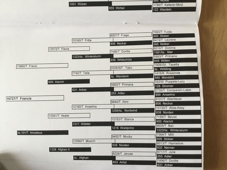 Haflinger Yegua 16 años 150 cm  in Friesoythe