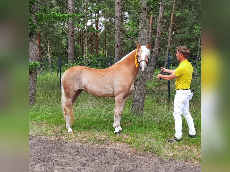 Haflinger Yegua 16 años 151 cm Alazán in Meinersen/ Päse