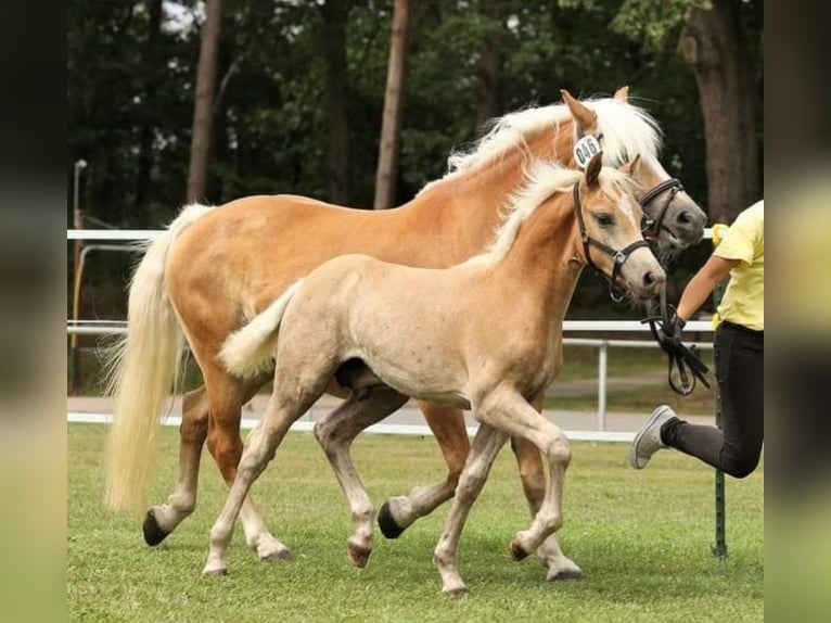 Haflinger Yegua 16 años 151 cm Alazán in Meinersen/ Päse