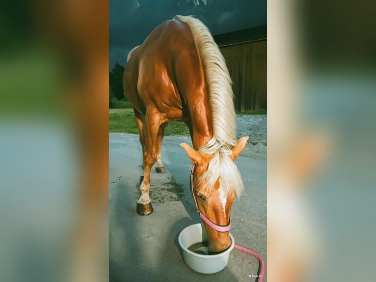 Haflinger Yegua 16 años 153 cm  in Mathon