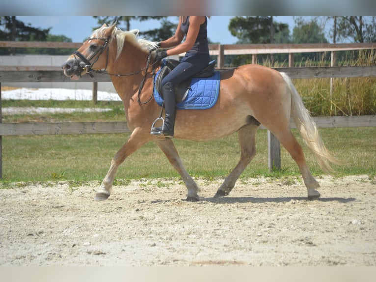 Haflinger Yegua 17 años 140 cm Alazán in Breda