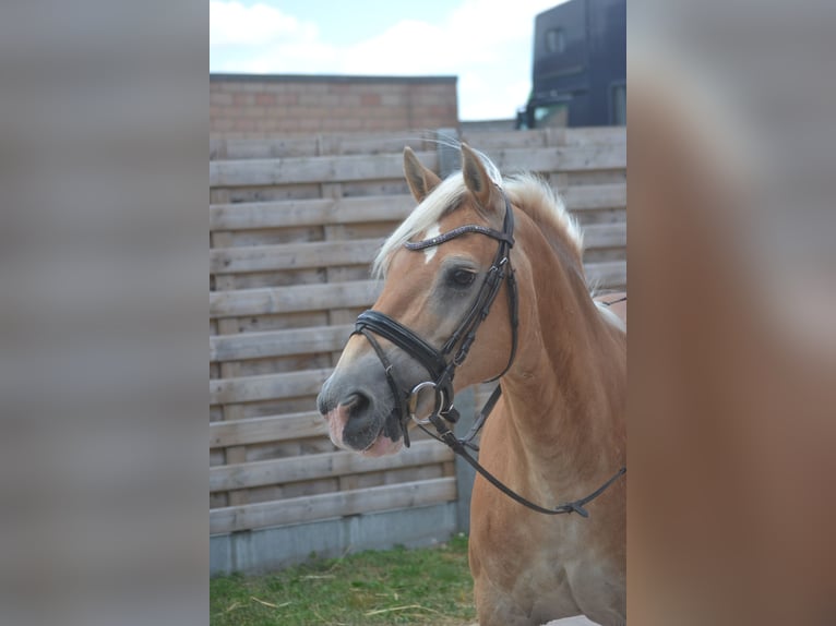 Haflinger Yegua 17 años 140 cm Alazán in Breda
