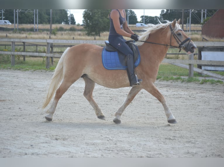 Haflinger Yegua 17 años 140 cm Alazán in Breda
