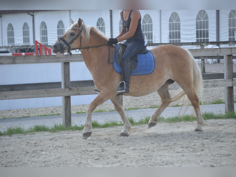 Haflinger Yegua 17 años 140 cm Alazán in Breda