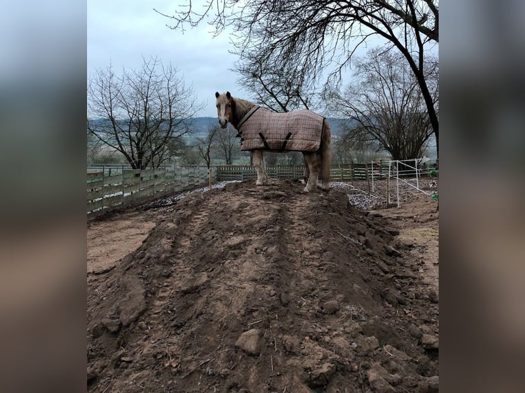 Haflinger Yegua 17 años 145 cm Alazán in Wesertal