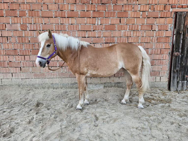 Haflinger Yegua 17 años 147 cm Alazán in Pitzenberg