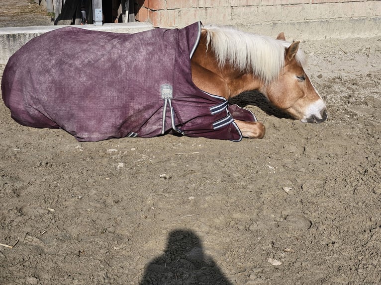 Haflinger Yegua 17 años 147 cm Alazán in Pitzenberg