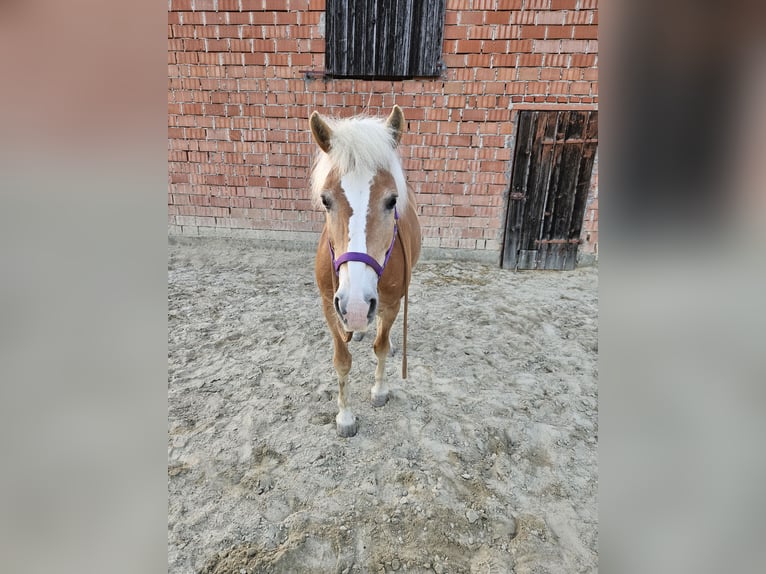 Haflinger Yegua 17 años 147 cm Alazán in Pitzenberg