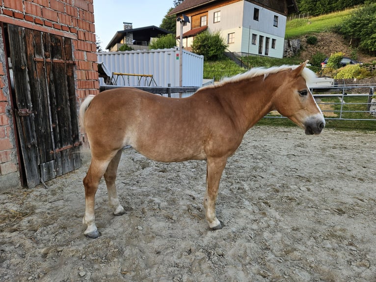 Haflinger Yegua 17 años 147 cm Alazán in Pitzenberg