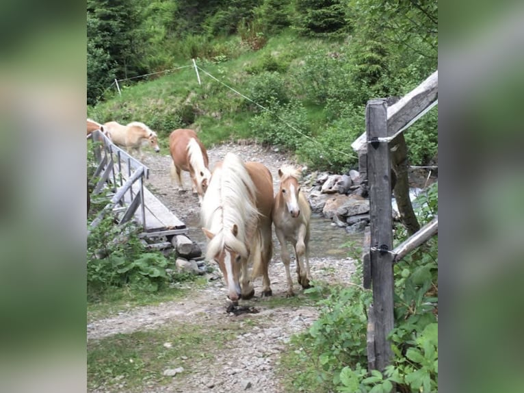 Haflinger Yegua 17 años 148 cm  in Landeck