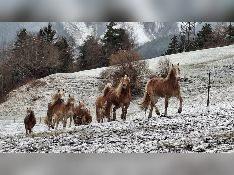 Haflinger Yegua 17 años 148 cm  in Landeck