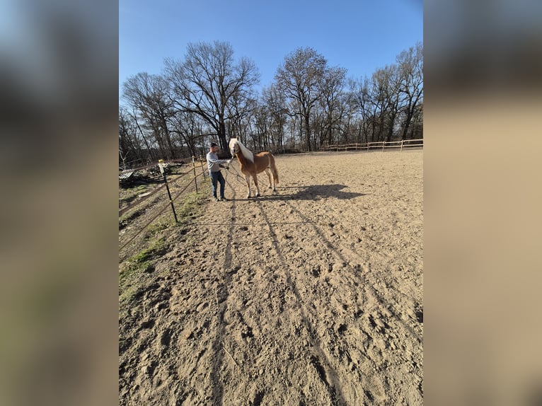 Haflinger Yegua 17 años 150 cm Alazán in Vienenburg