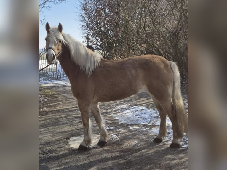 Haflinger Yegua 17 años 150 cm Alazán in Vienenburg