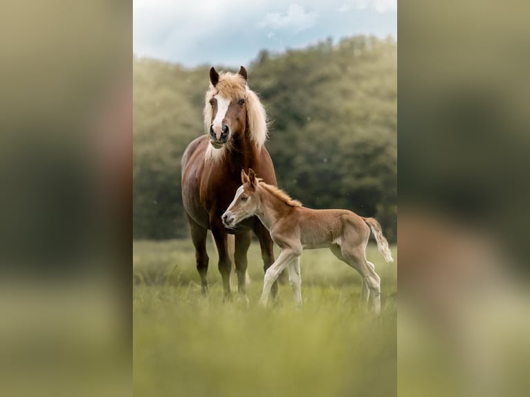 Haflinger Mestizo Yegua 18 años 140 cm Alazán in Dortmund