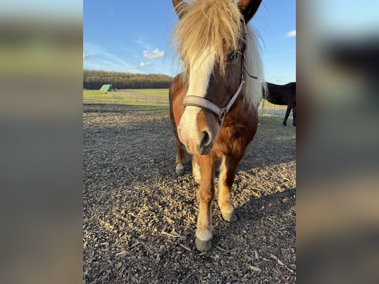 Haflinger Mestizo Yegua 18 años 140 cm Alazán in Dortmund