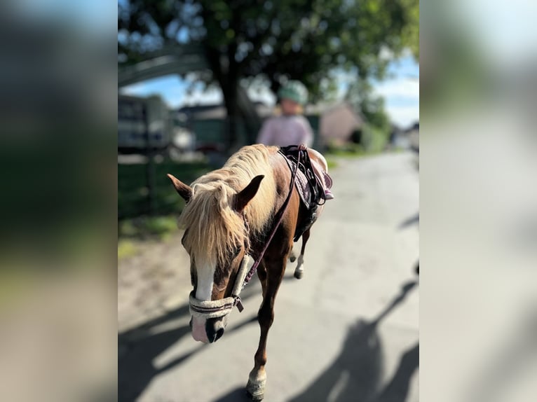 Haflinger Mestizo Yegua 18 años 140 cm Alazán in Dortmund