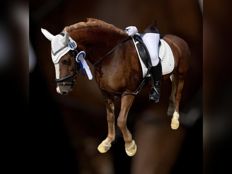 Haflinger Mestizo Yegua 18 años 140 cm Alazán in Dortmund