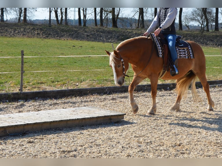 Haflinger Yegua 18 años 141 cm Alazán in Leutkirch im Allgäu