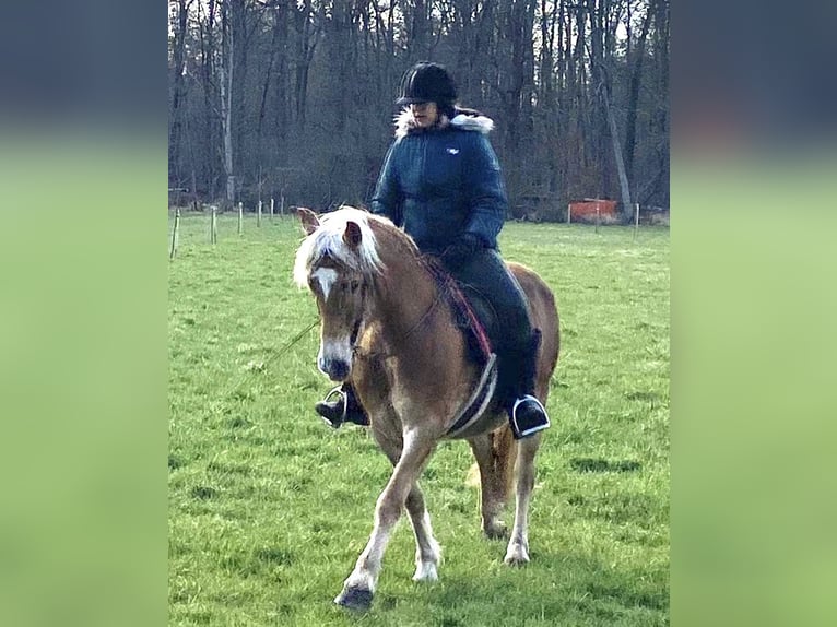 Haflinger Yegua 18 años 147 cm Alazán in M&#xFC;nster
