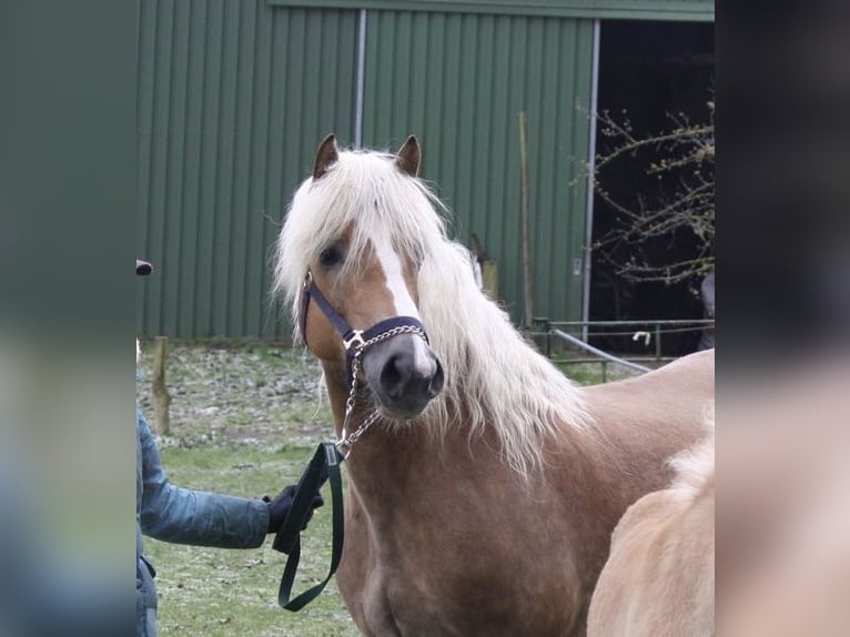 Haflinger Yegua 18 años 150 cm  in Seedorf