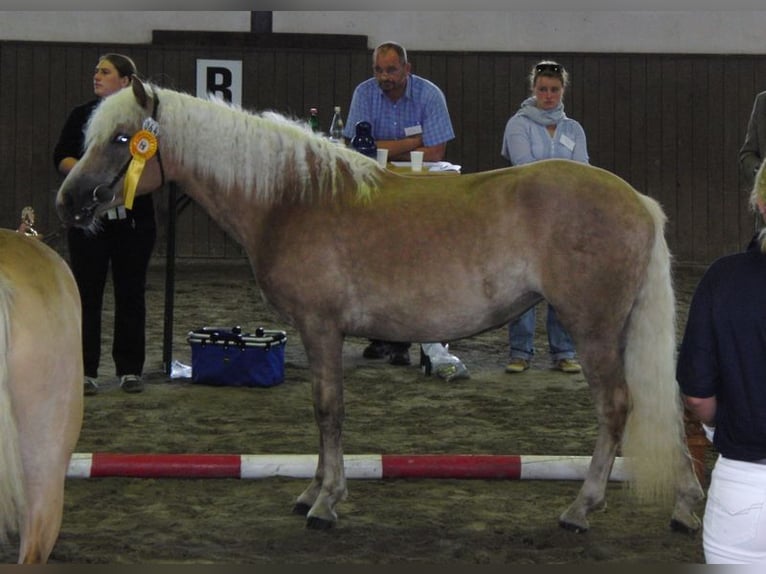 Haflinger Yegua 18 años 150 cm  in Seedorf