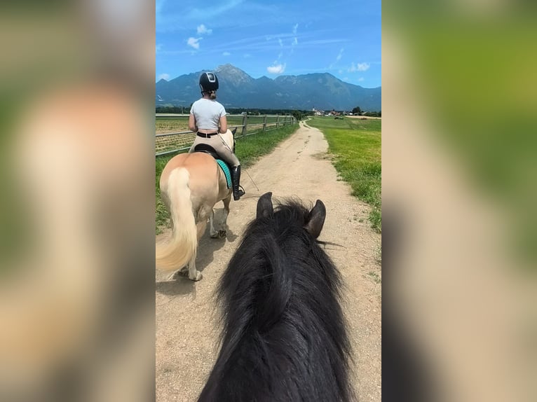 Haflinger Yegua 18 años 153 cm Alazán-tostado in Ljubljana
