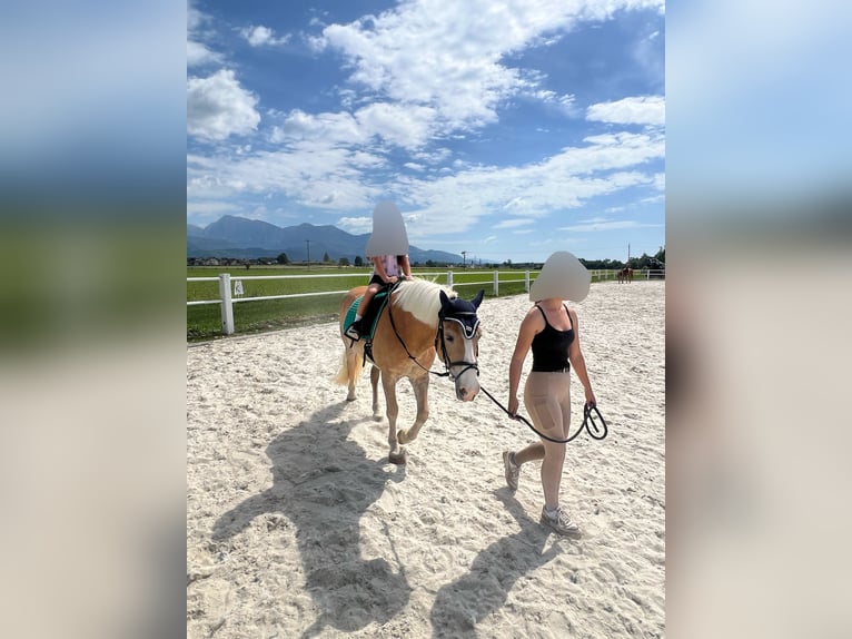Haflinger Yegua 18 años 153 cm Alazán-tostado in Ljubljana