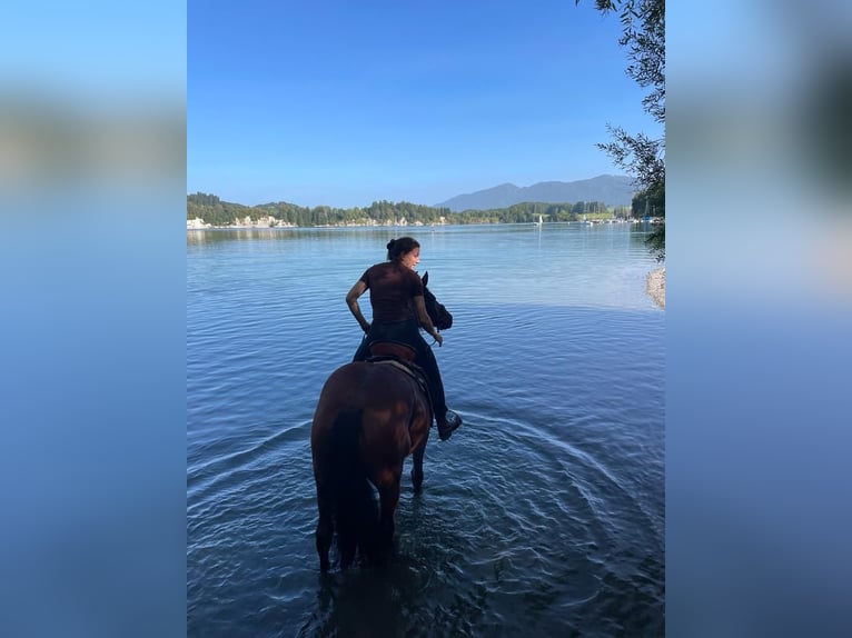 Haflinger Mestizo Yegua 18 años Alazán-tostado in Marktoberdorf