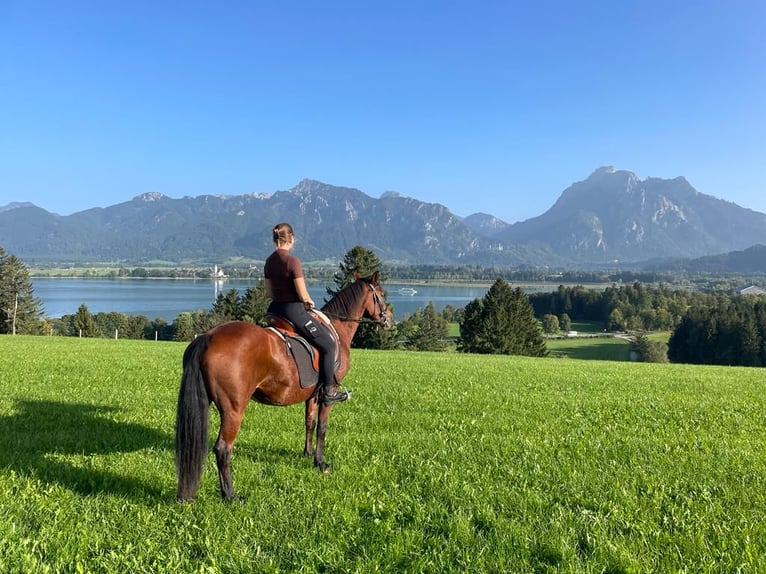 Haflinger Mestizo Yegua 18 años Alazán-tostado in Marktoberdorf
