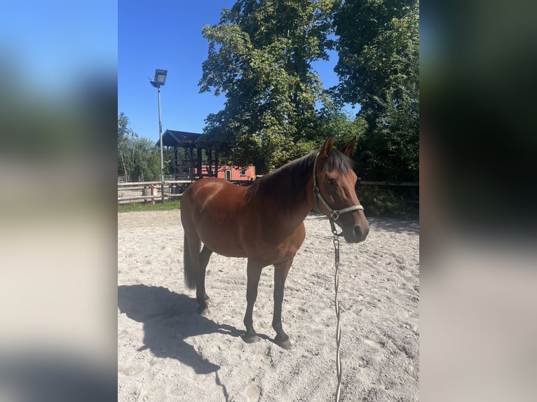 Haflinger Mestizo Yegua 18 años Alazán-tostado in Marktoberdorf