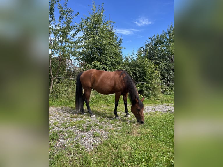 Haflinger Mestizo Yegua 18 años Alazán-tostado in Marktoberdorf