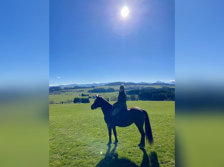 Haflinger Mestizo Yegua 18 años Alazán-tostado in Marktoberdorf