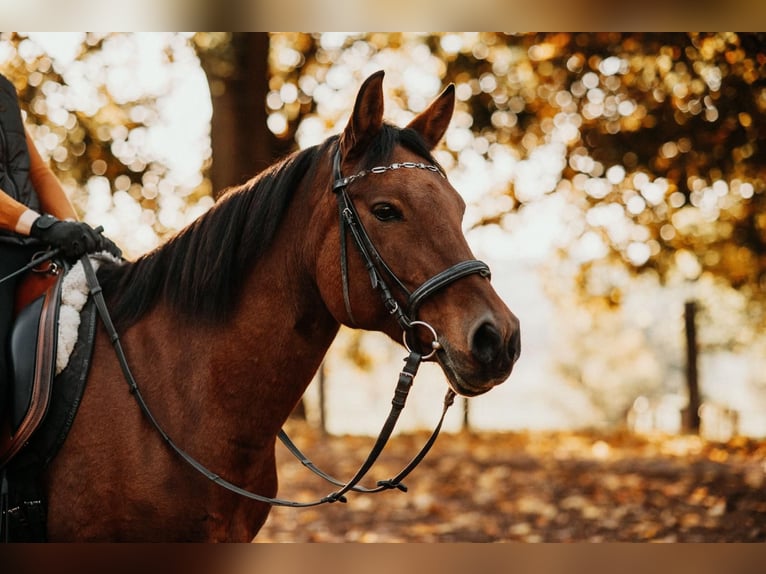 Haflinger Mestizo Yegua 18 años Alazán-tostado in Marktoberdorf