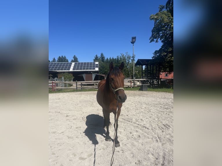 Haflinger Mestizo Yegua 18 años Alazán-tostado in Marktoberdorf