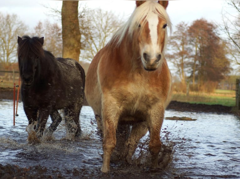 Haflinger Yegua 18 años in Luckau