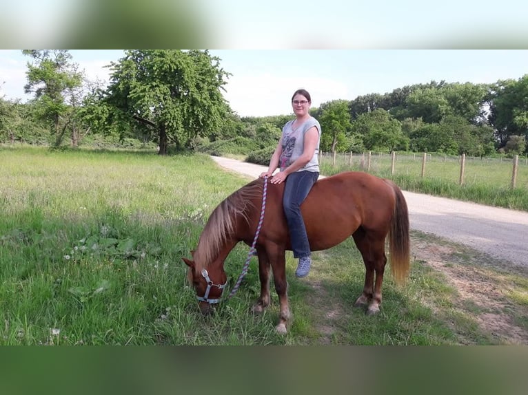 Haflinger Mestizo Yegua 19 años 143 cm Alazán in Nidderau