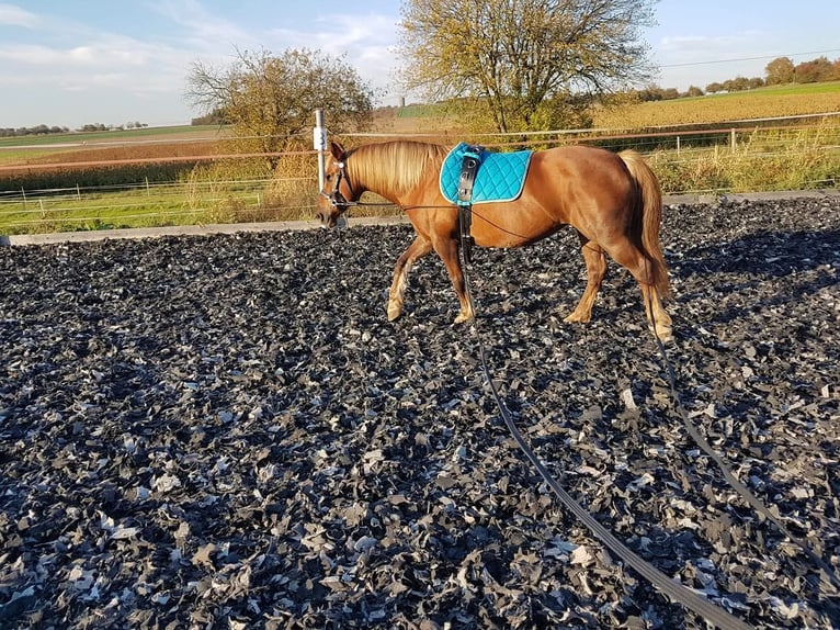 Haflinger Mestizo Yegua 19 años 143 cm Alazán in Nidderau