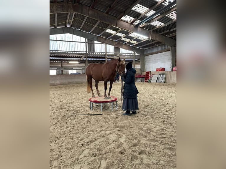Haflinger Mestizo Yegua 19 años 143 cm Alazán in Nidderau